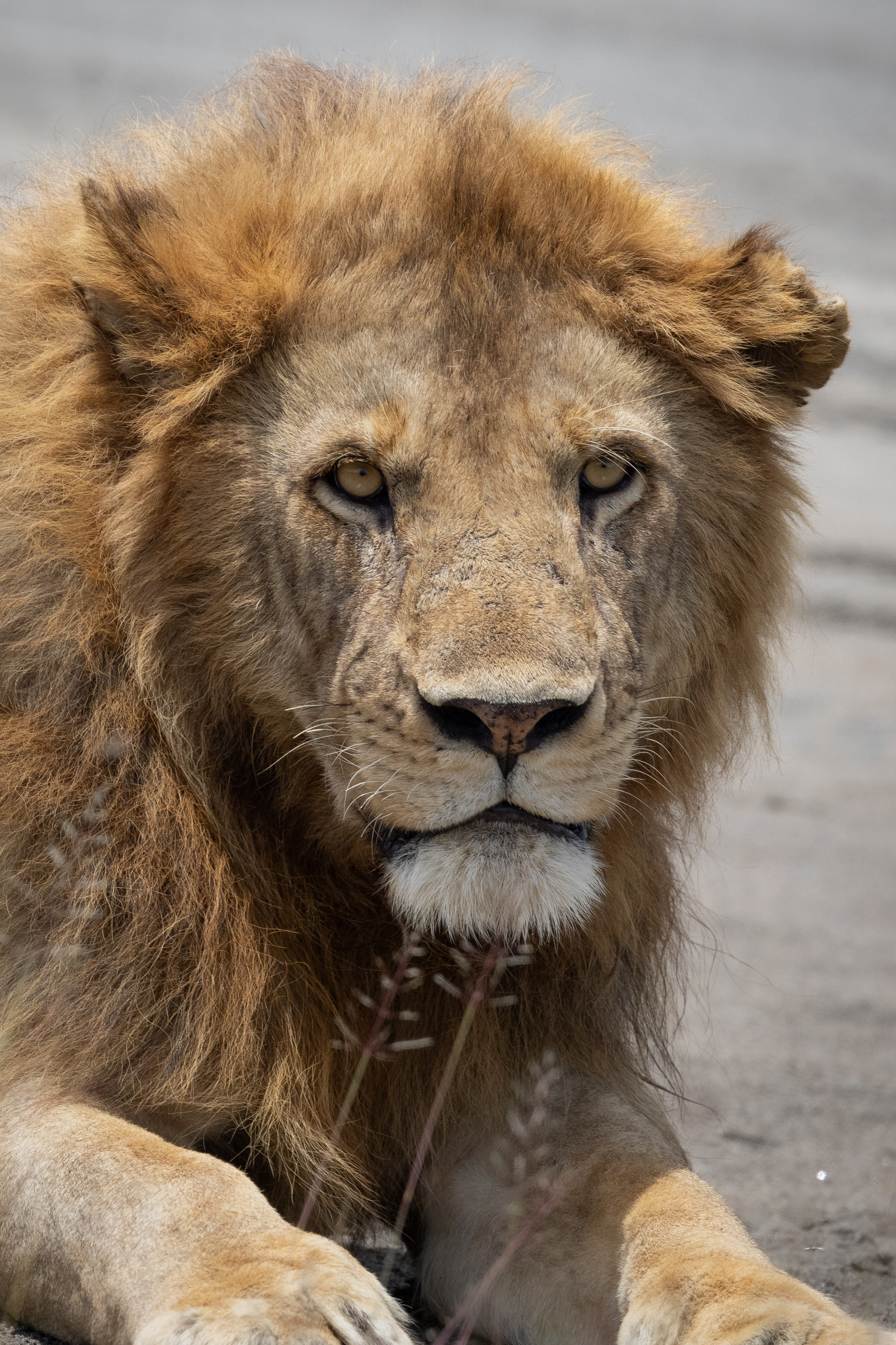 Mark and Jean Skilling: Lion at Phinda