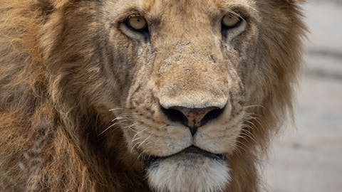 Mark and Jean Skilling: Lion at Phinda