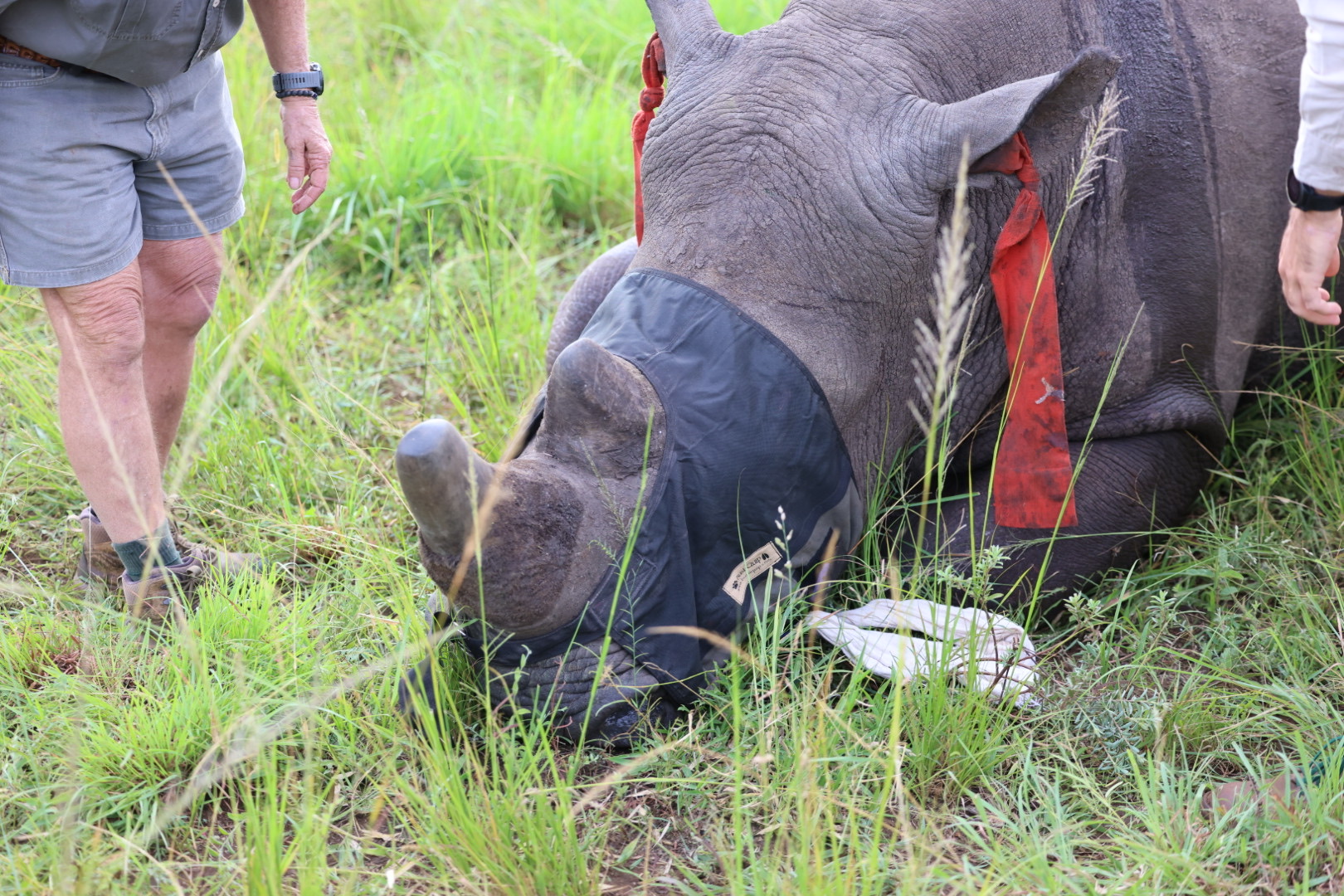 Mark and Jean Skilling: A rhino horn trimming procedure
