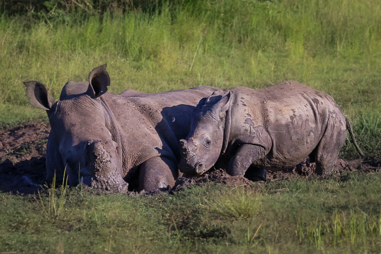 Mark and Jean Skilling: Rhinos in the mud at Phinda