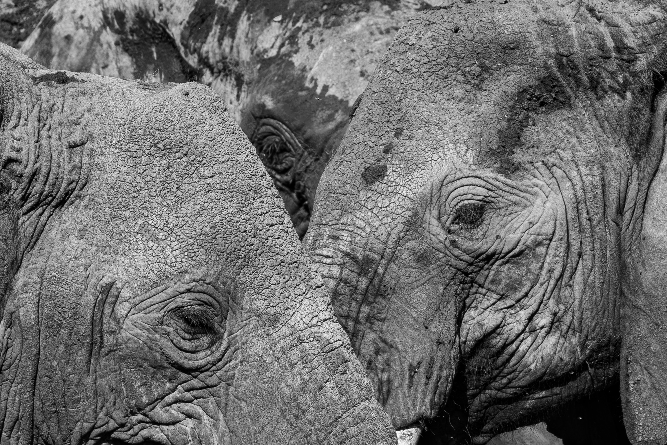  Mark and Jean Skilling: elephants at Phinda