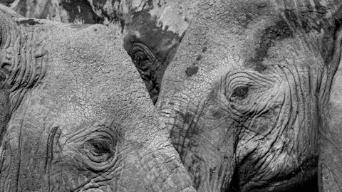 Mark and Jean Skilling: elephants at Phinda