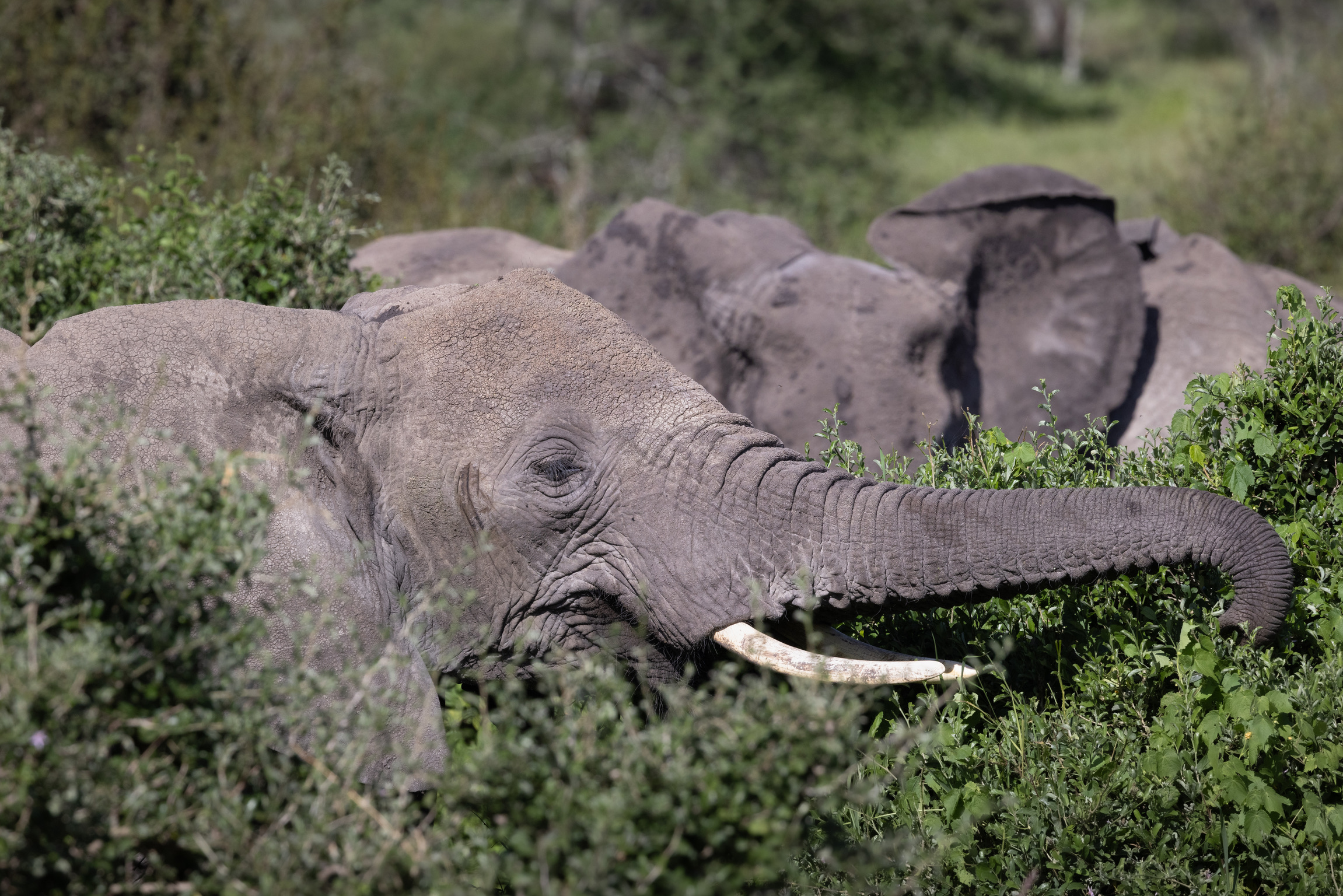 Mark and Jean Skilling: elephants at Phinda