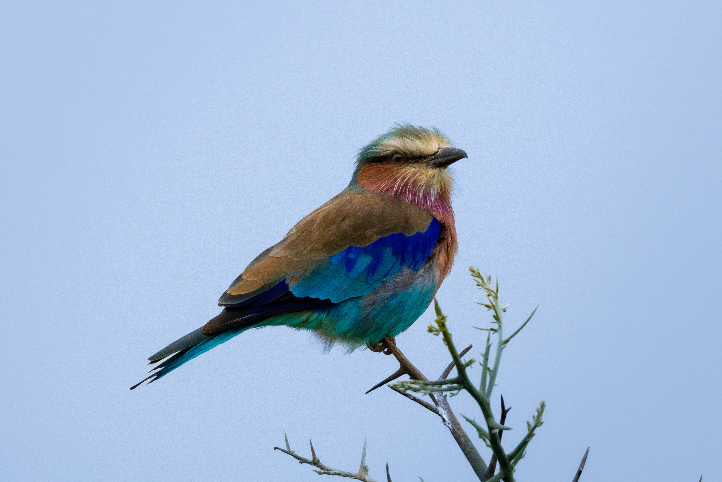 Mark and Jean Skilling: bird at Phinda
