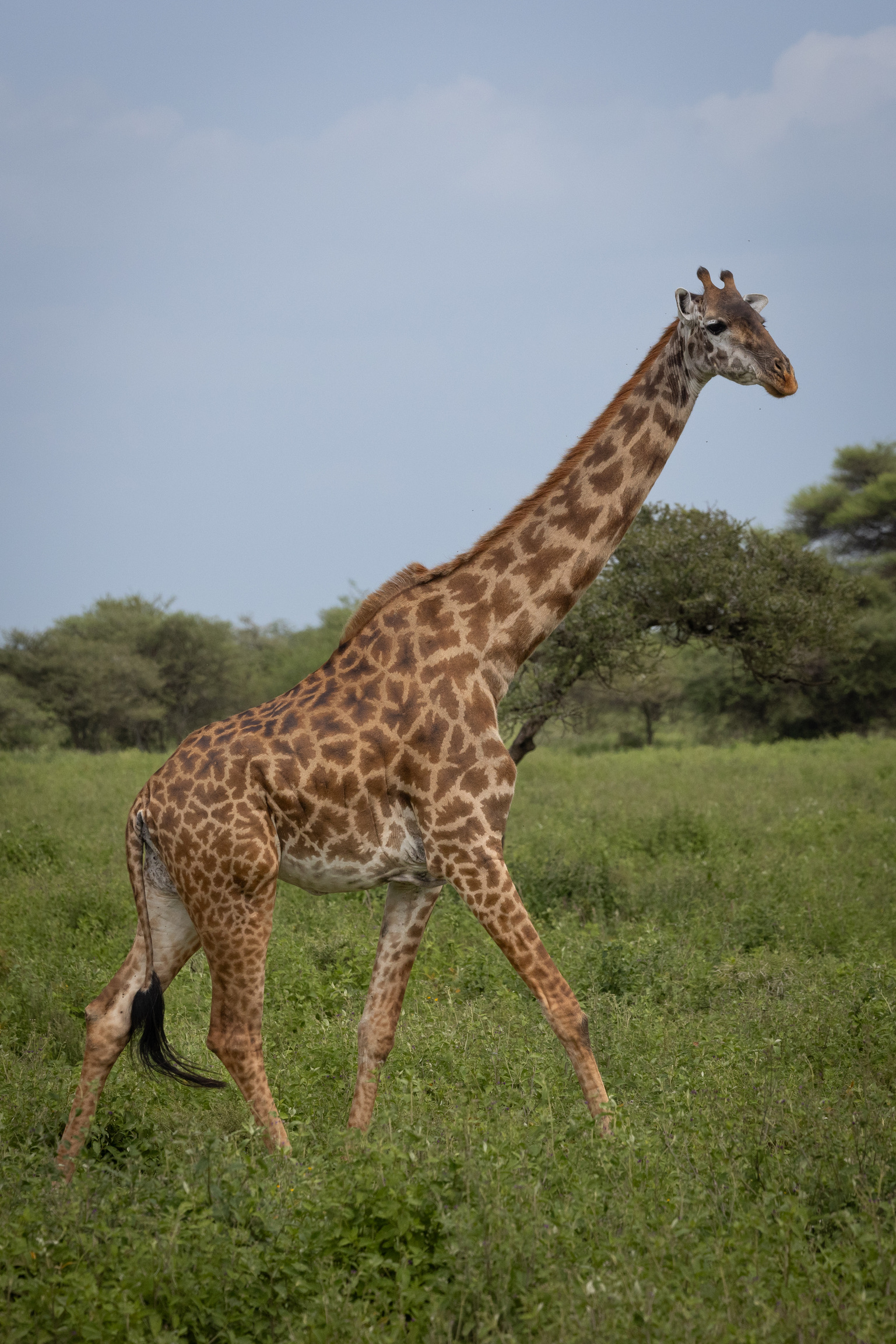 Mark and Jean Skilling: giraffe at Phinda