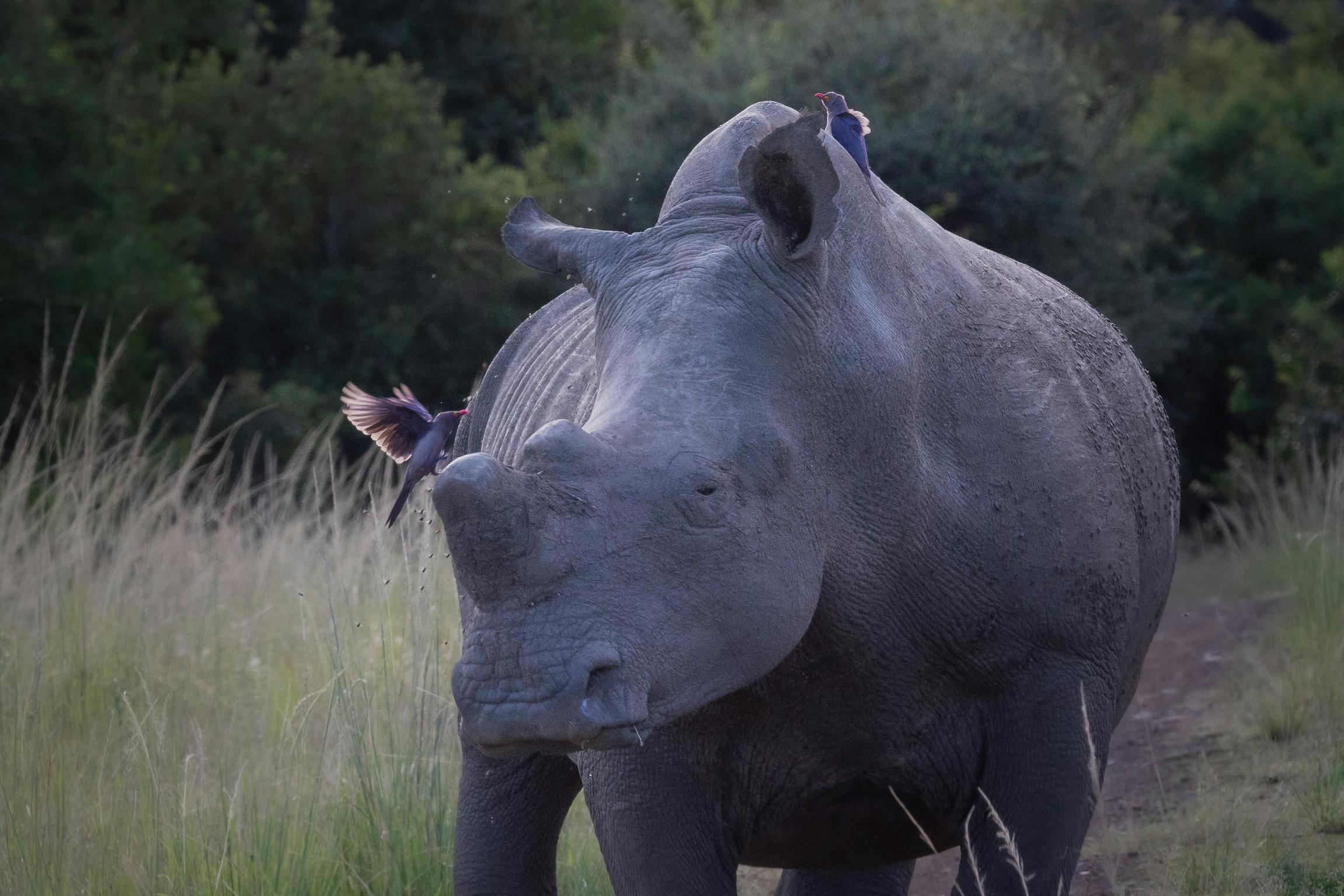 Mark and Jean Skilling: rhino and bird at Phinda