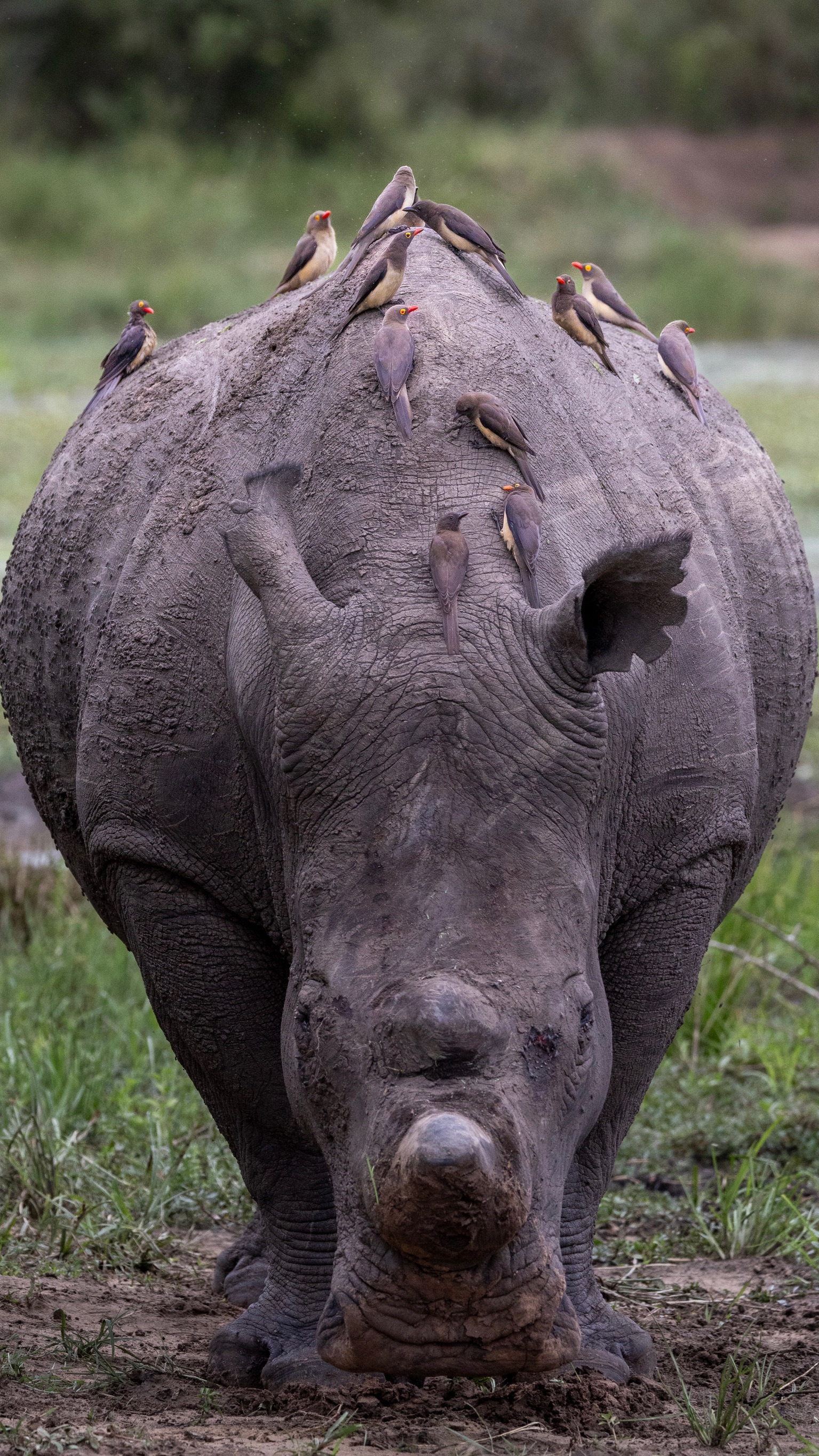 Mark and Jean Skilling: rhino and birds at Phinda