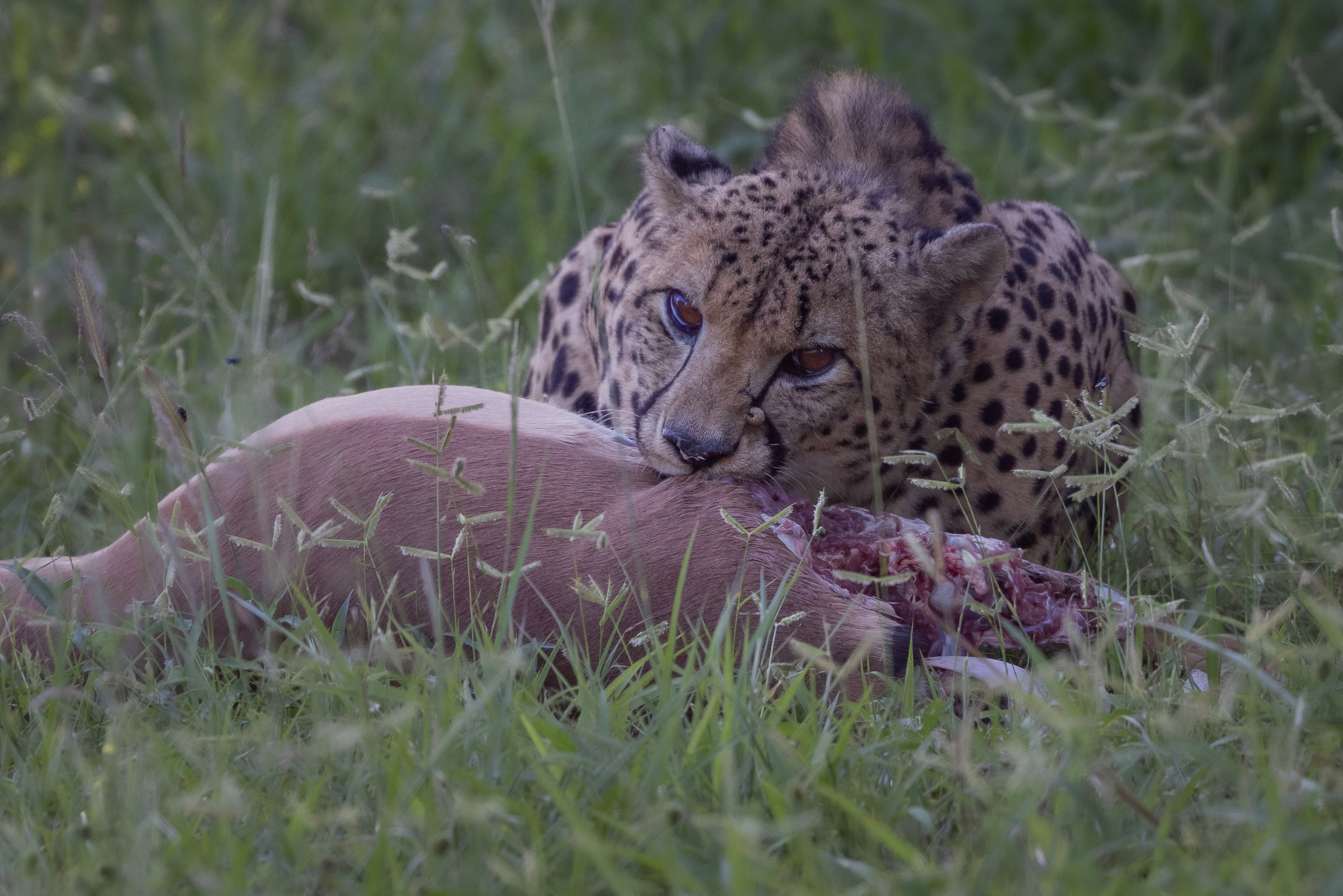 Mark and Jean Skilling: cheetah eating kill at Phinda