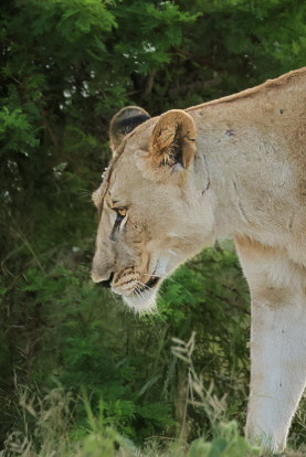 Mark and Jean Skilling: lioness at Phinda