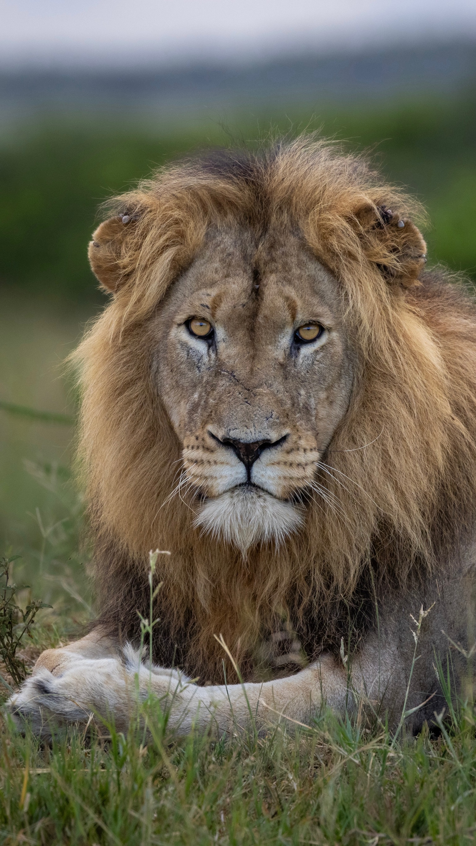 Mark and Jean Skilling: lion at Phinda