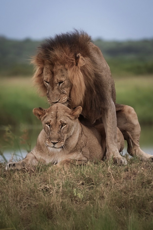Mark and Jean Skilling: Lions mating in Phinda