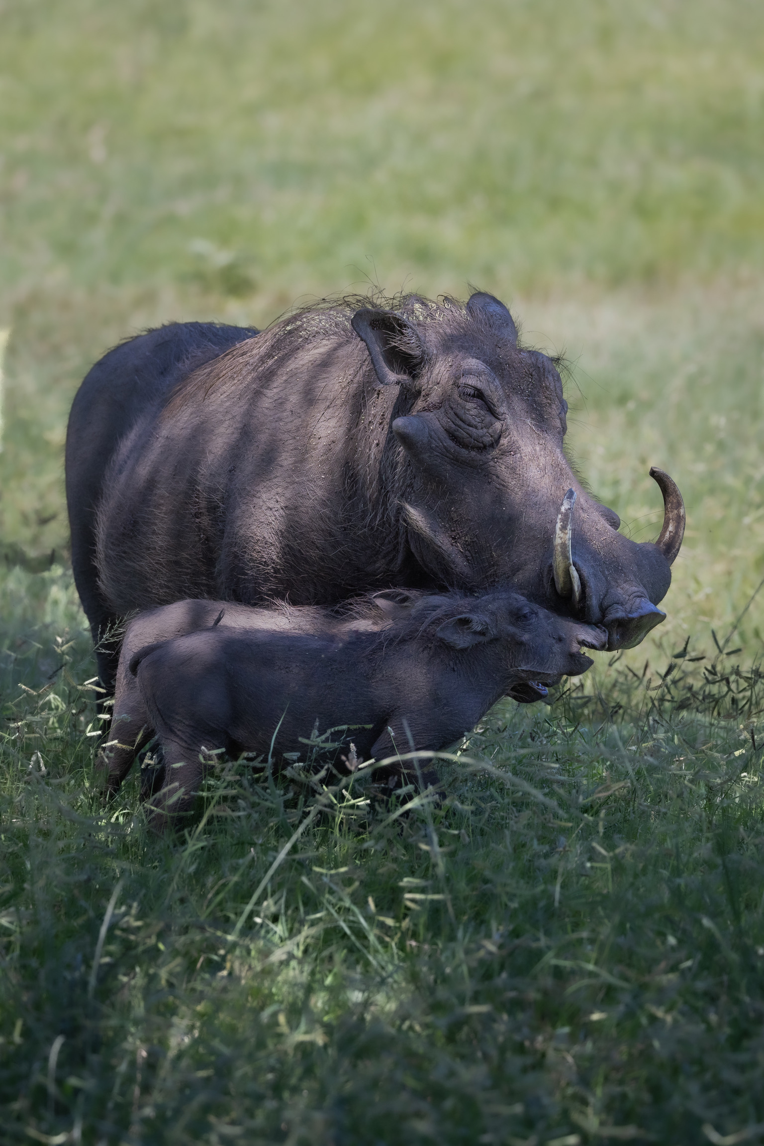 Mark and Jean Skilling: Two warthogs in Phinda