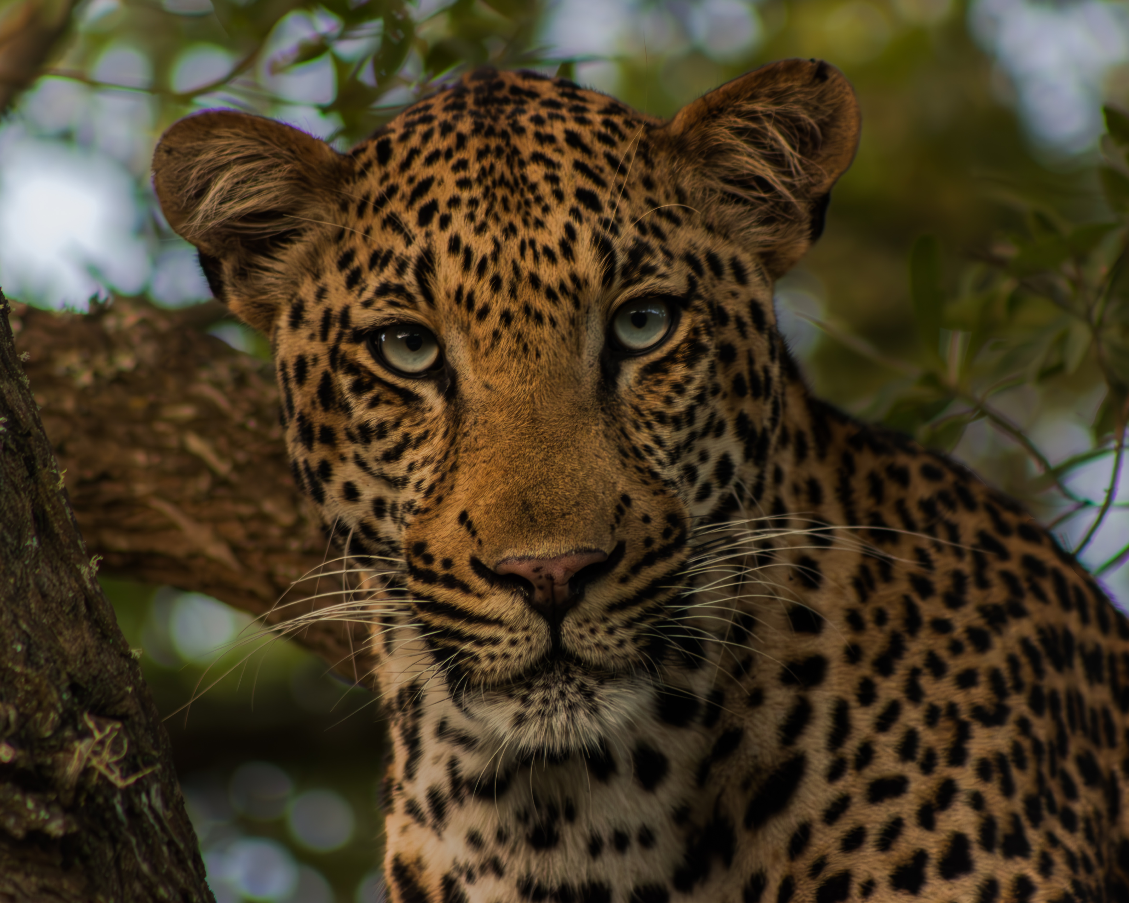 Ben Steen: A leopard at Phinda