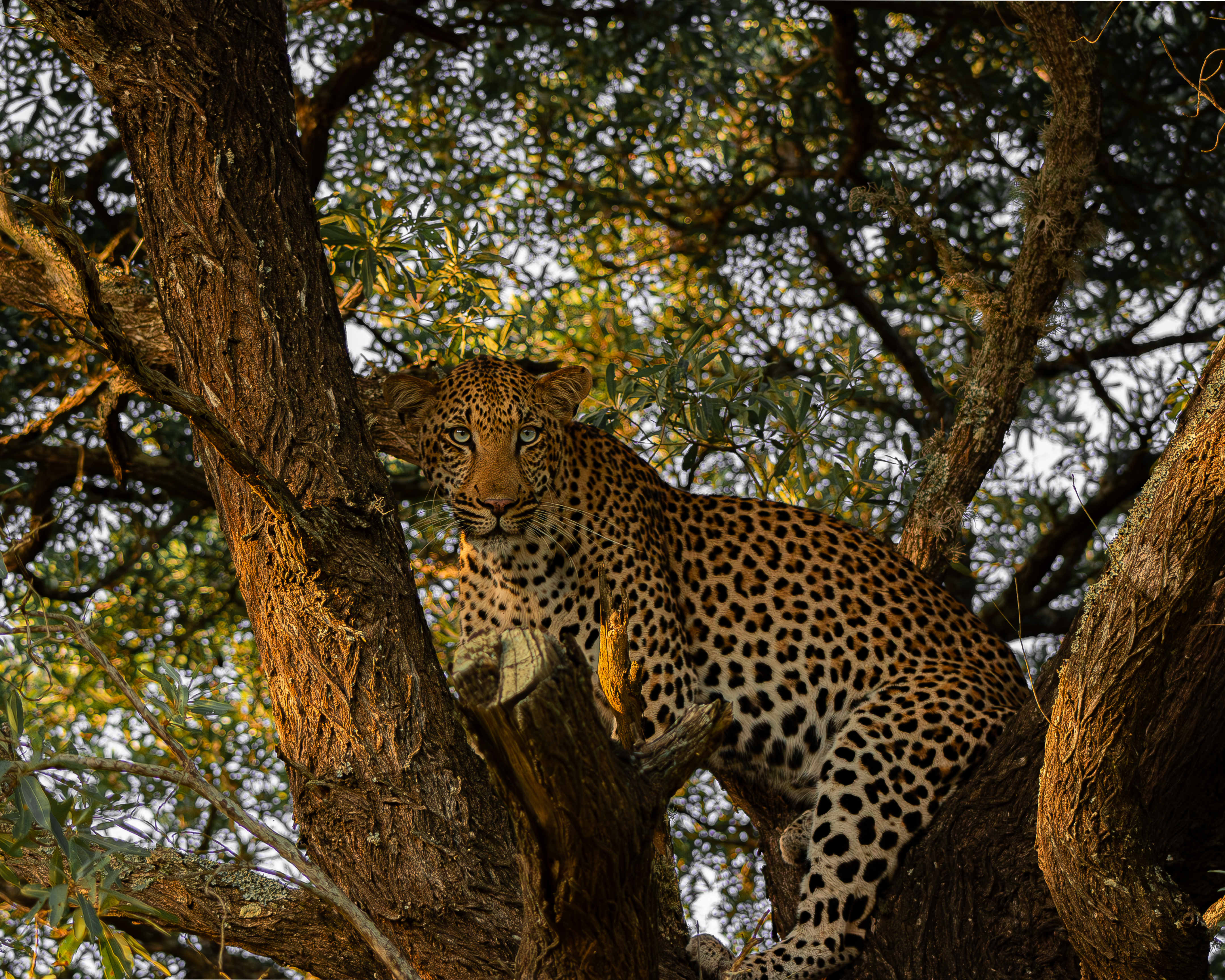 Ben Steen: A leopard in a tree at Phinda