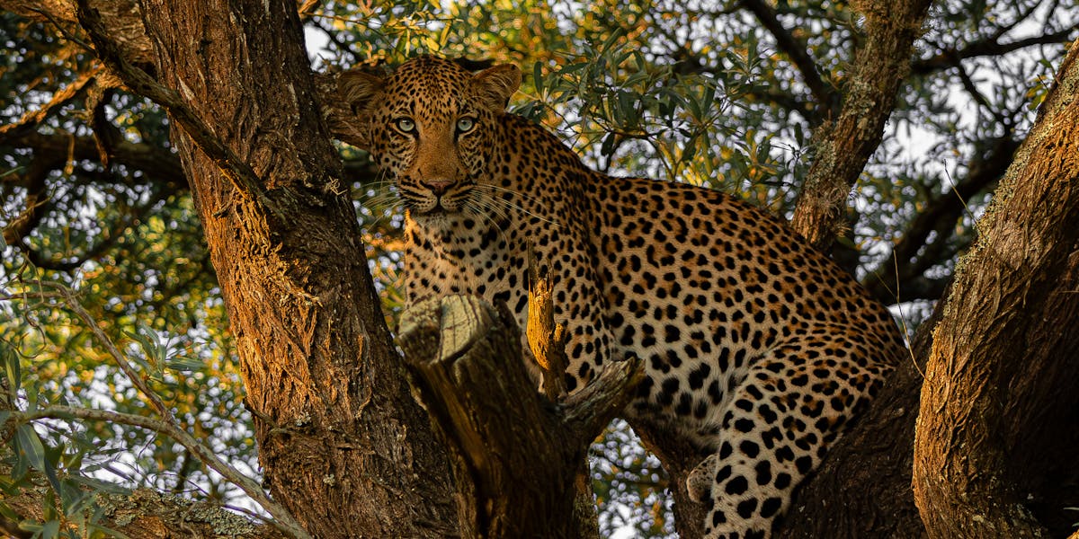 Ben Steen: A leopard in a tree at Phinda
