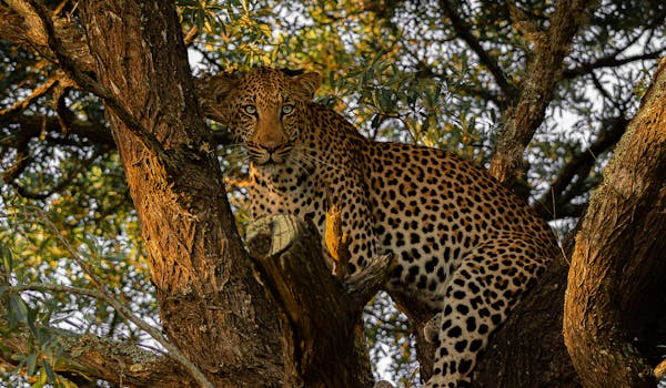 Ben Steen: A leopard in a tree at Phinda