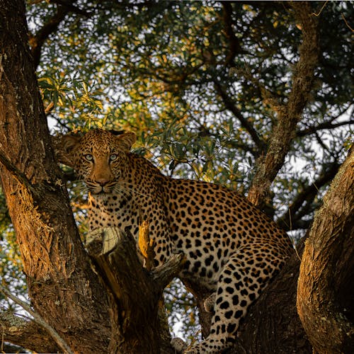 Ben Steen: A leopard in a tree at Phinda