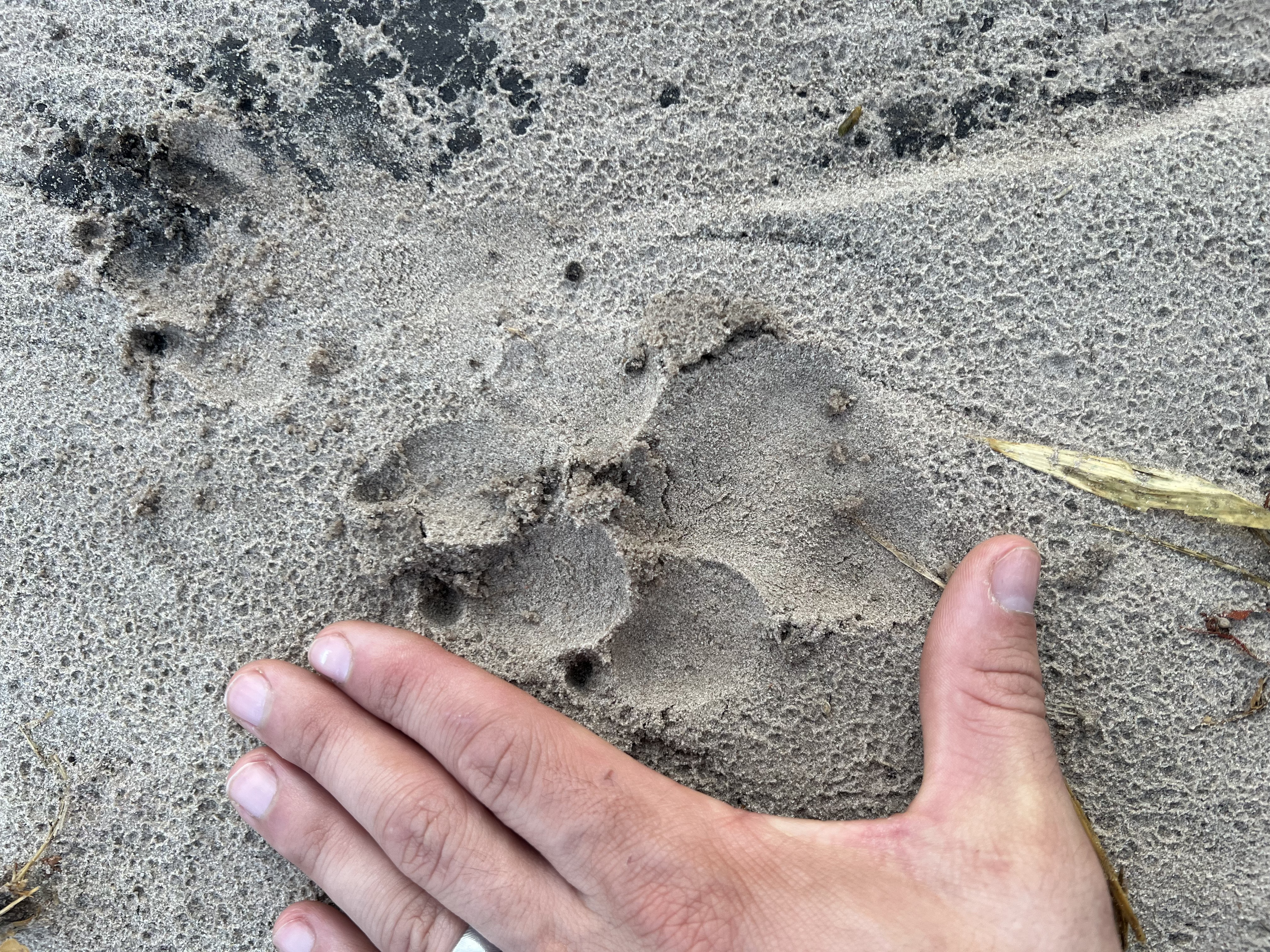 Josie and Adam: A hyena track in the Okavango