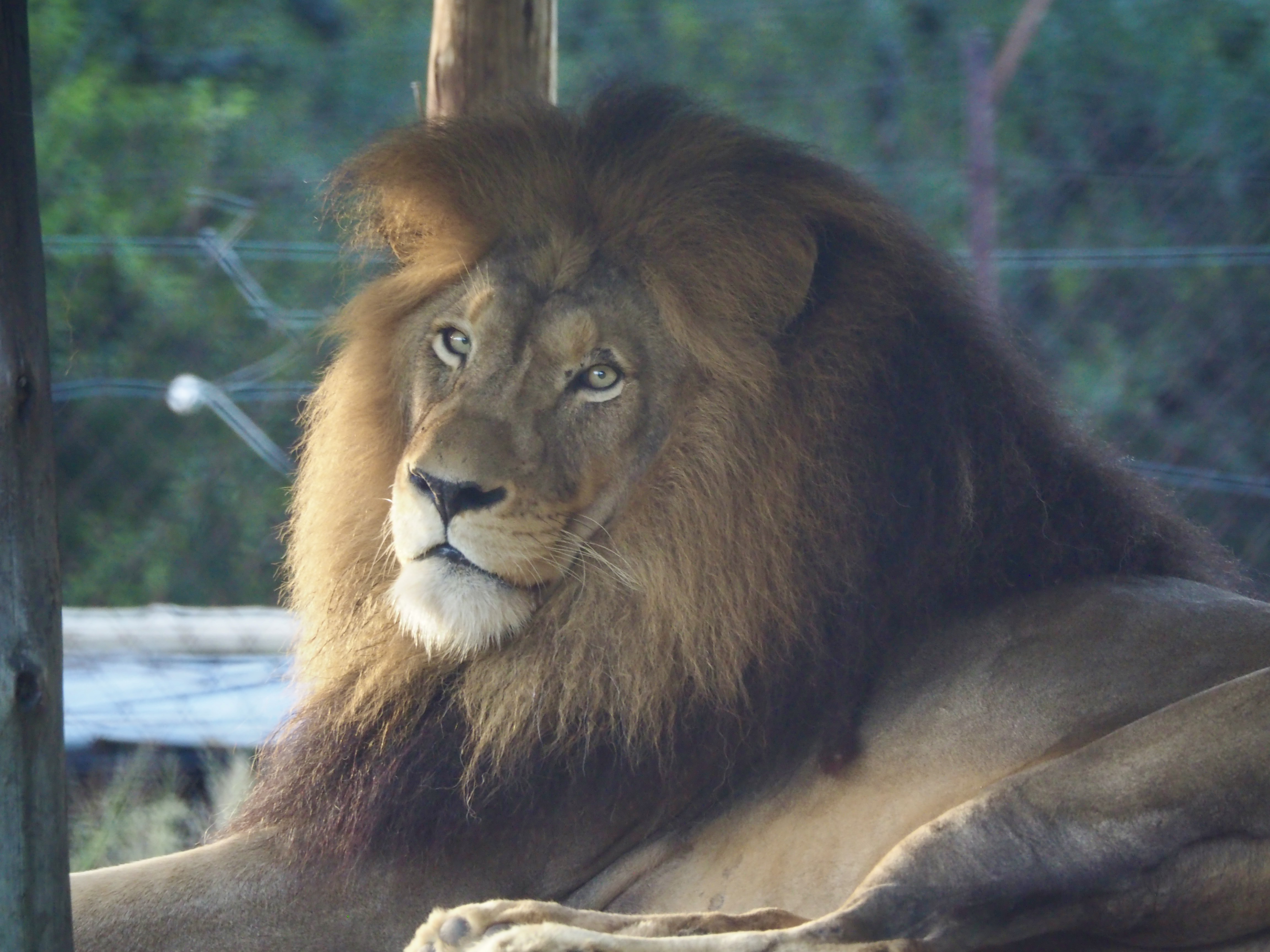 A lion at Moholoholo