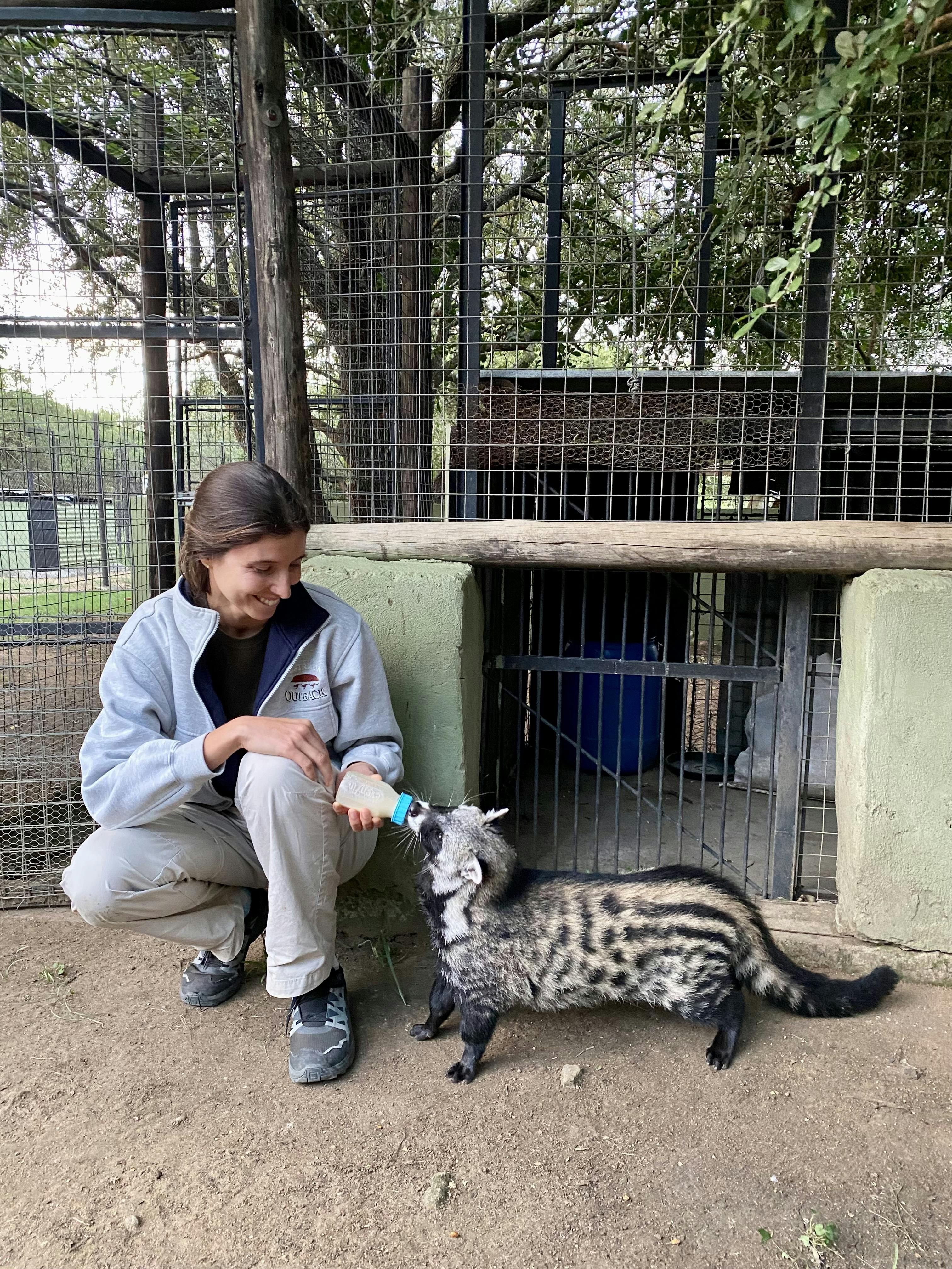 A girl bottle-feeds a civet at Moholoholo
