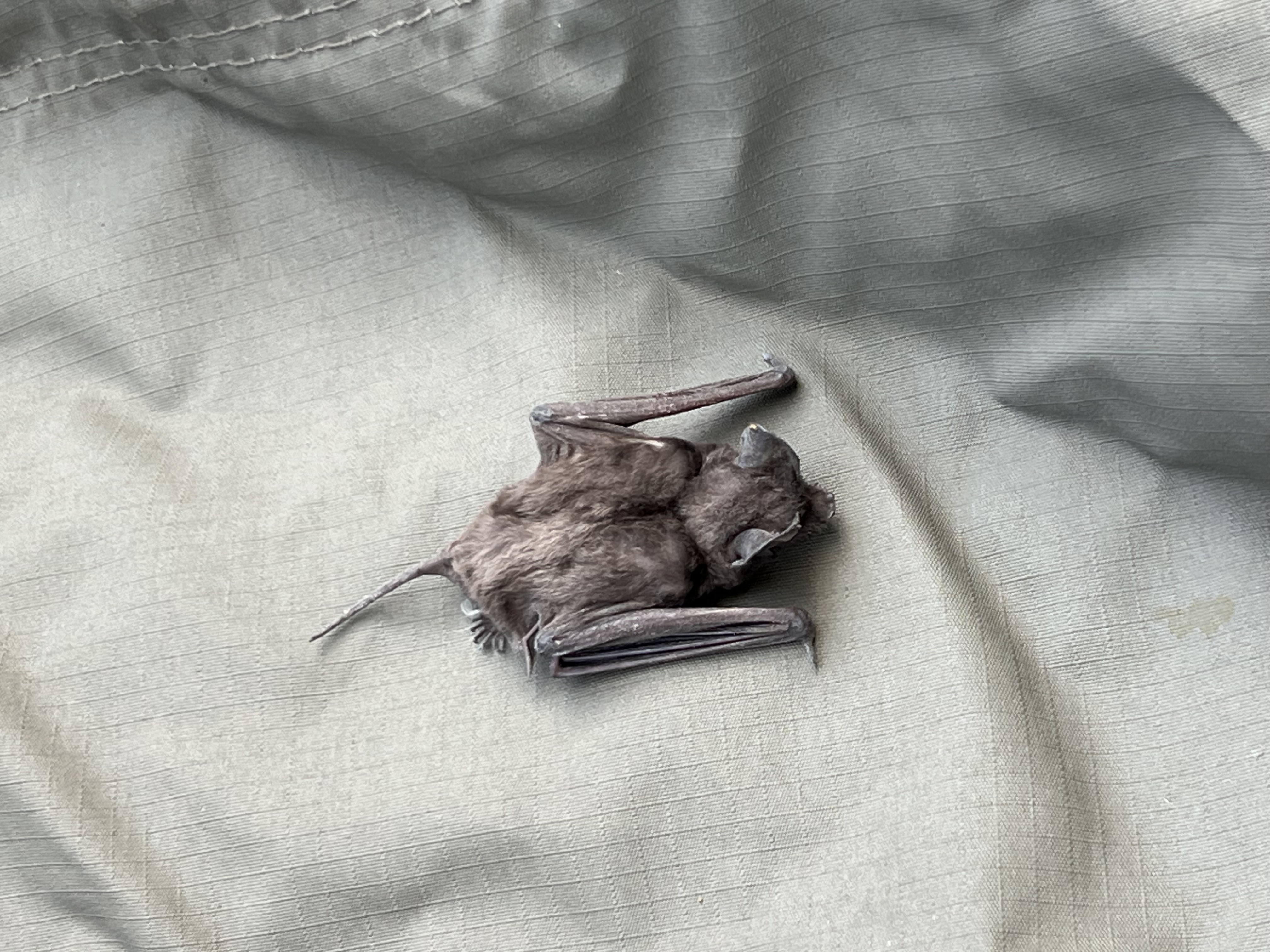 Marta Galofré de Alos: A bat at Moholoholo