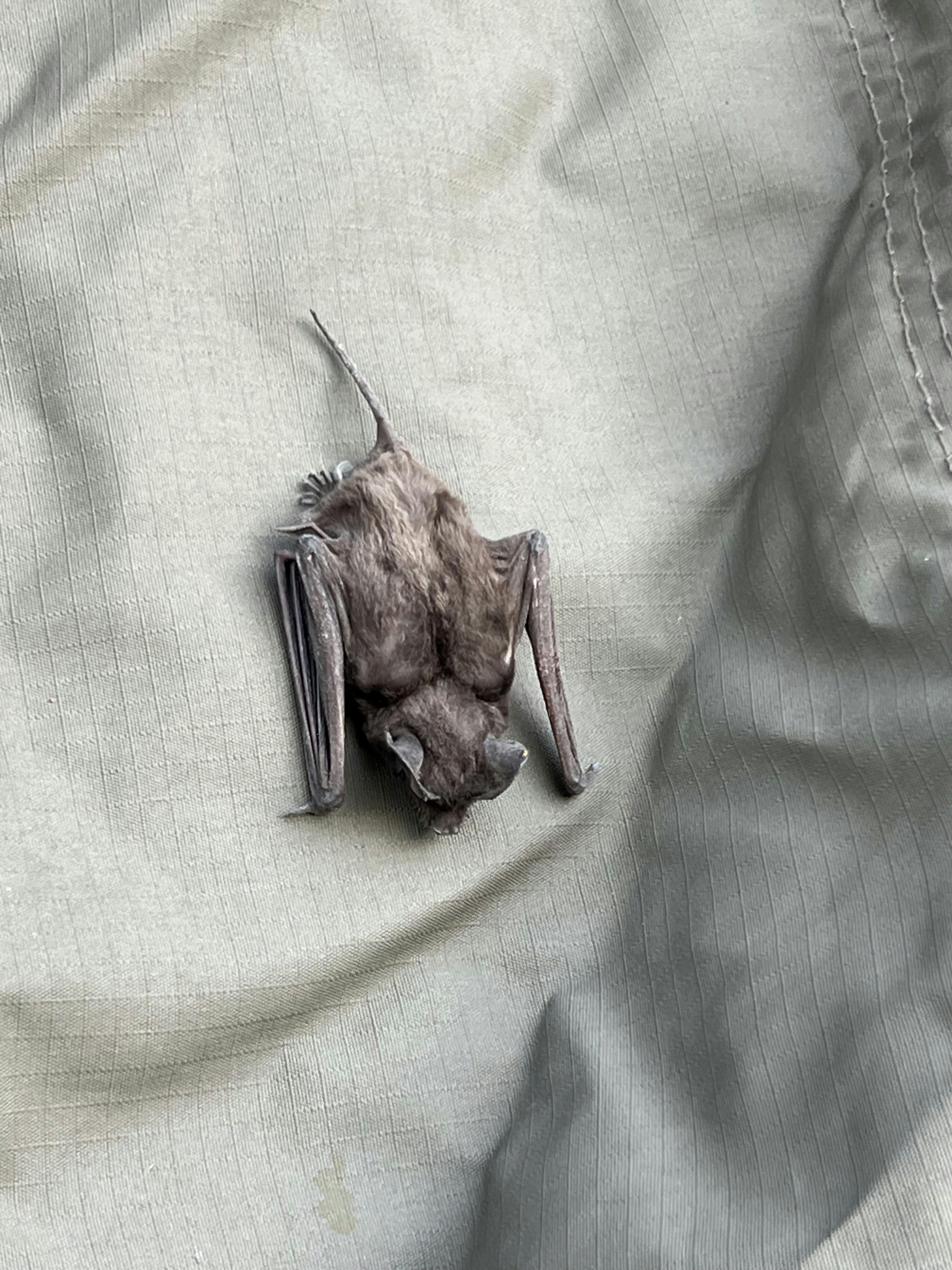 A bat at Moholoholo