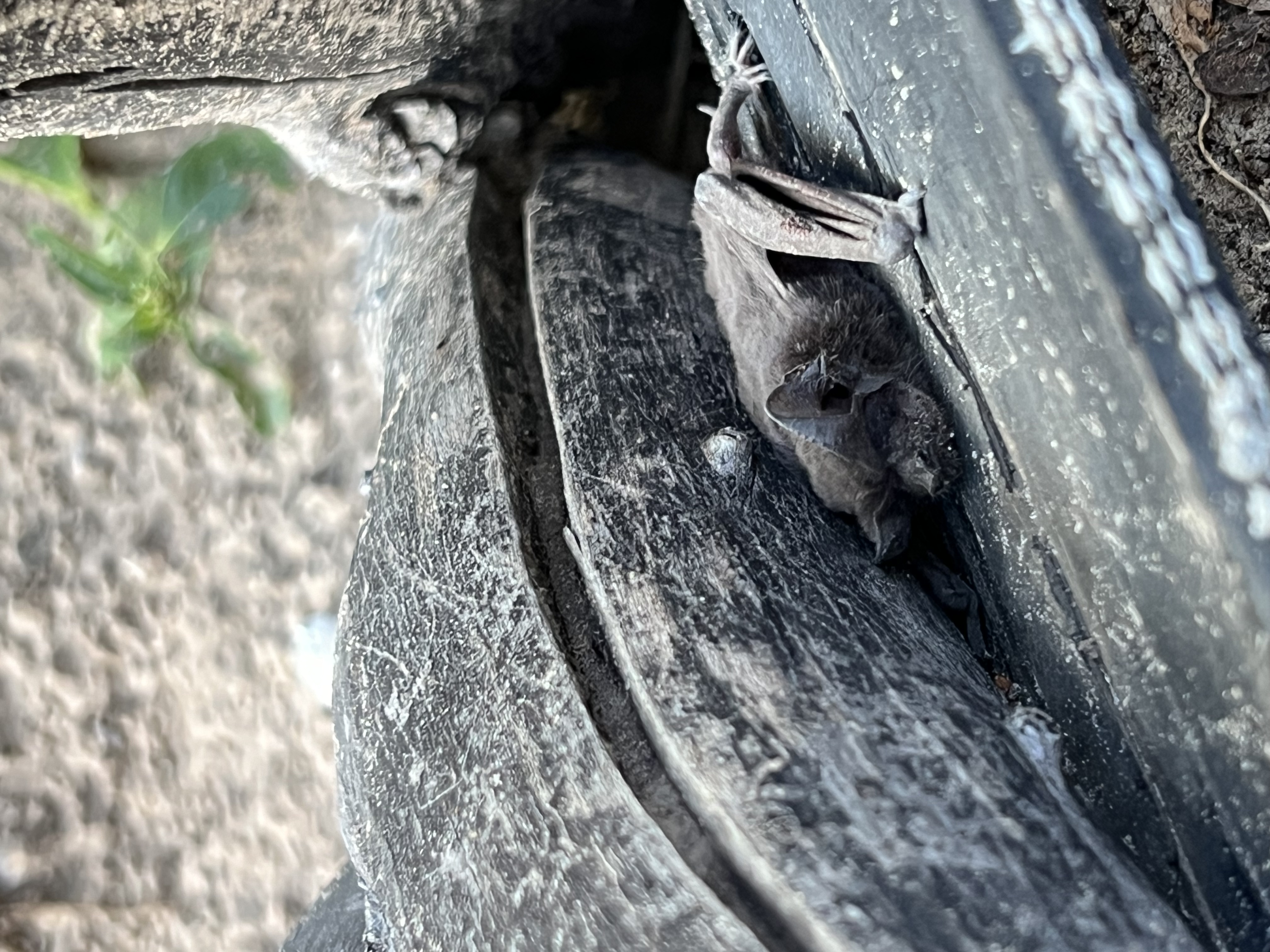 Marta Galofré de Alos: A bat at Moholoholo in a tree