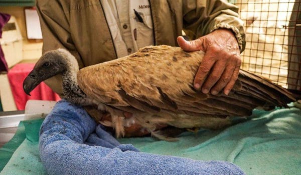 Moholoholo Rehabilitation Centre - White Backed Vulture