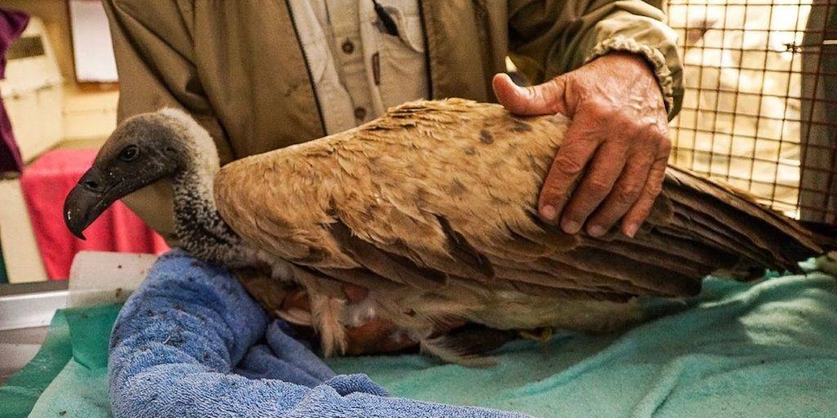 Moholoholo Rehabilitation Centre - White Backed Vulture