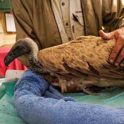 Moholoholo Rehabilitation Centre - White Backed Vulture