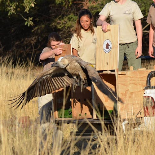 A vulture release at Moholoholo