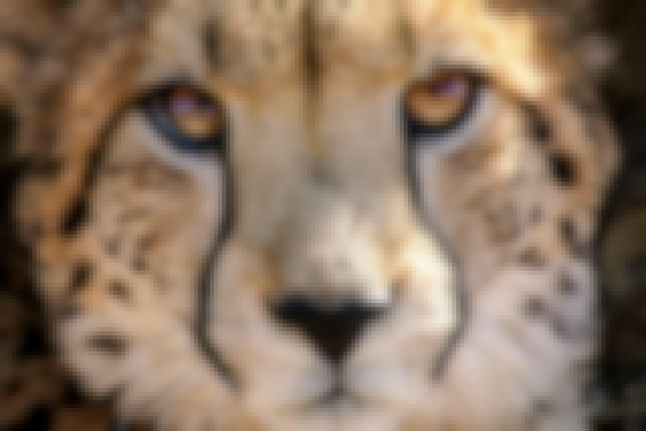 Close up of a cheetah