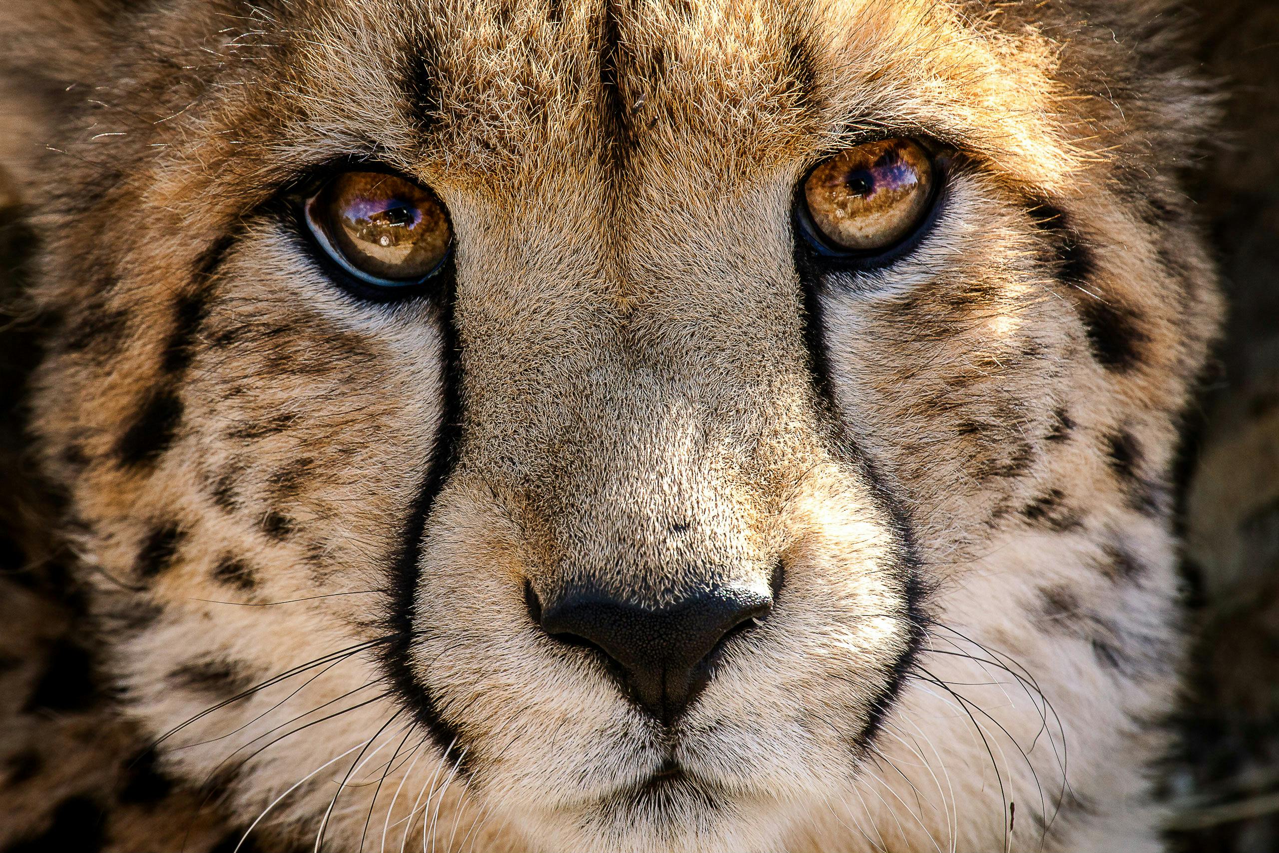 Close up of a cheetah