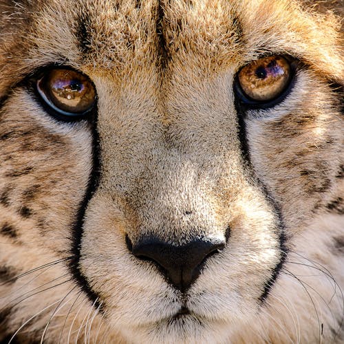 Close up of a cheetah