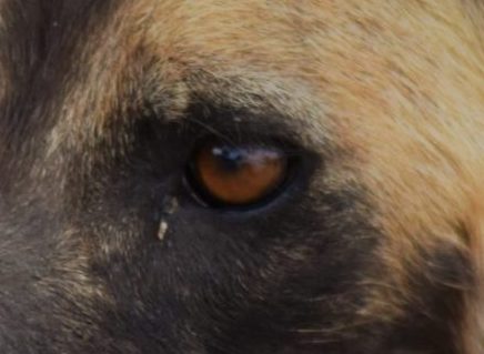 Close up of a wild dog eye