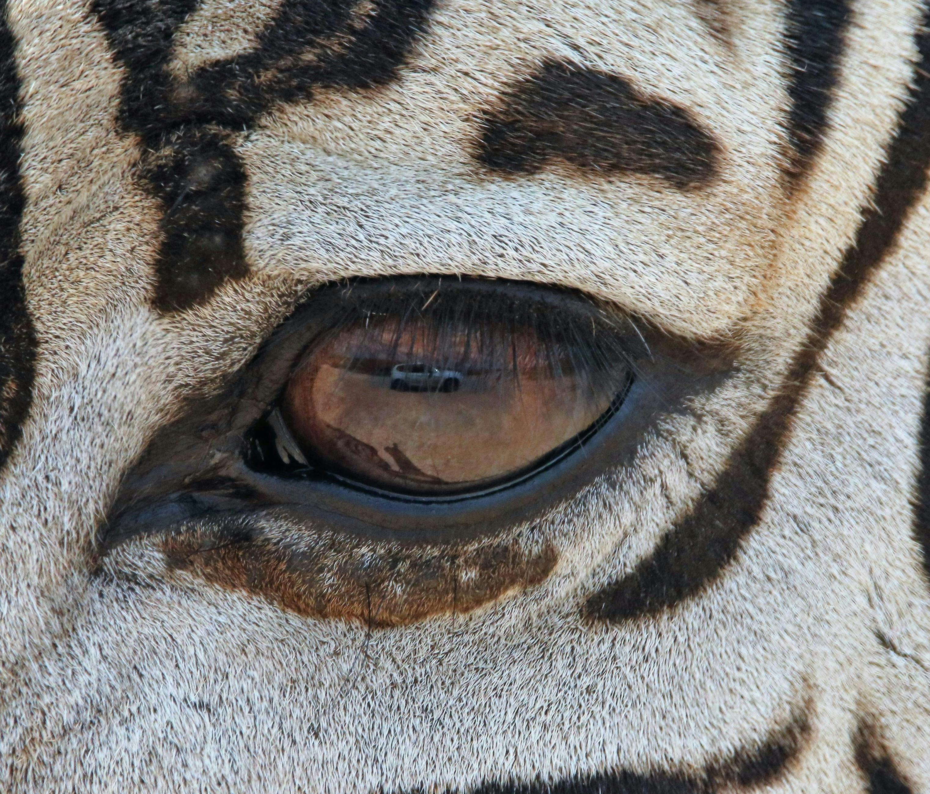 Close up of a zebra eye