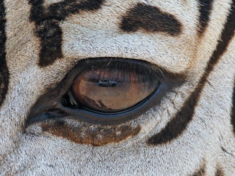 Close up of a zebra eye