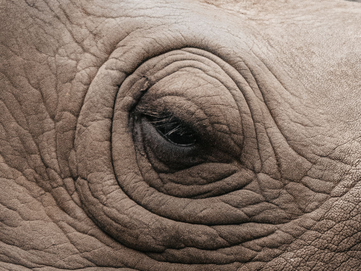 Close up of a rhino eye