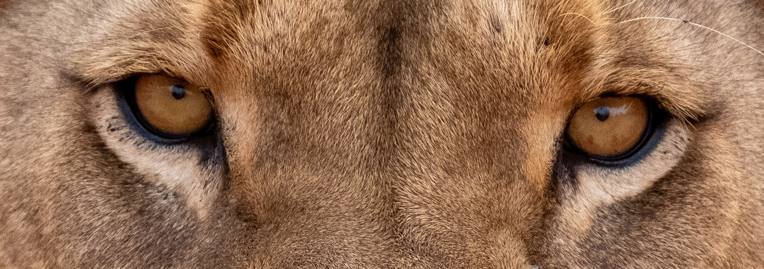 Close-up of a lion eye