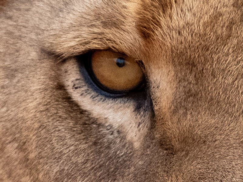 Close-up of a lion eye