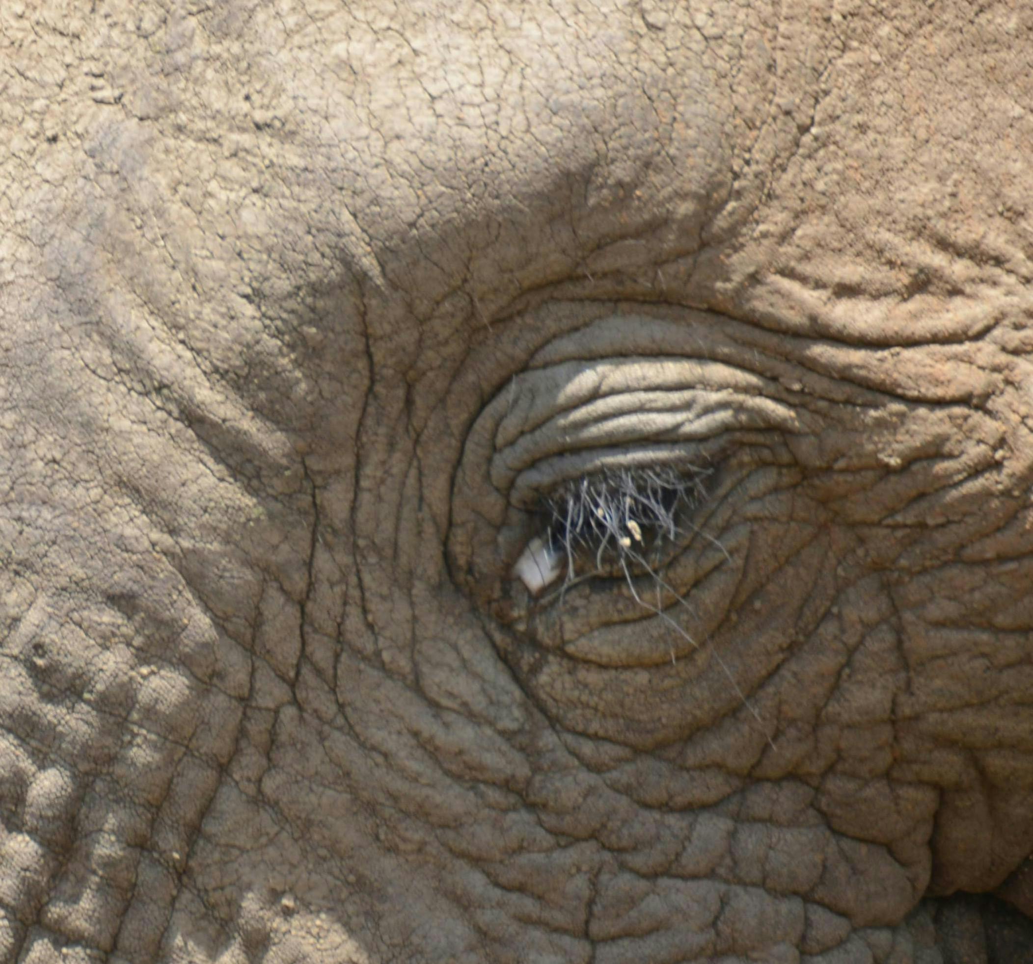 Close up of an elephant eye