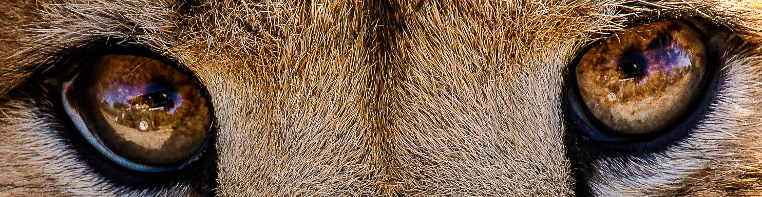 Close up of a cheetah eye