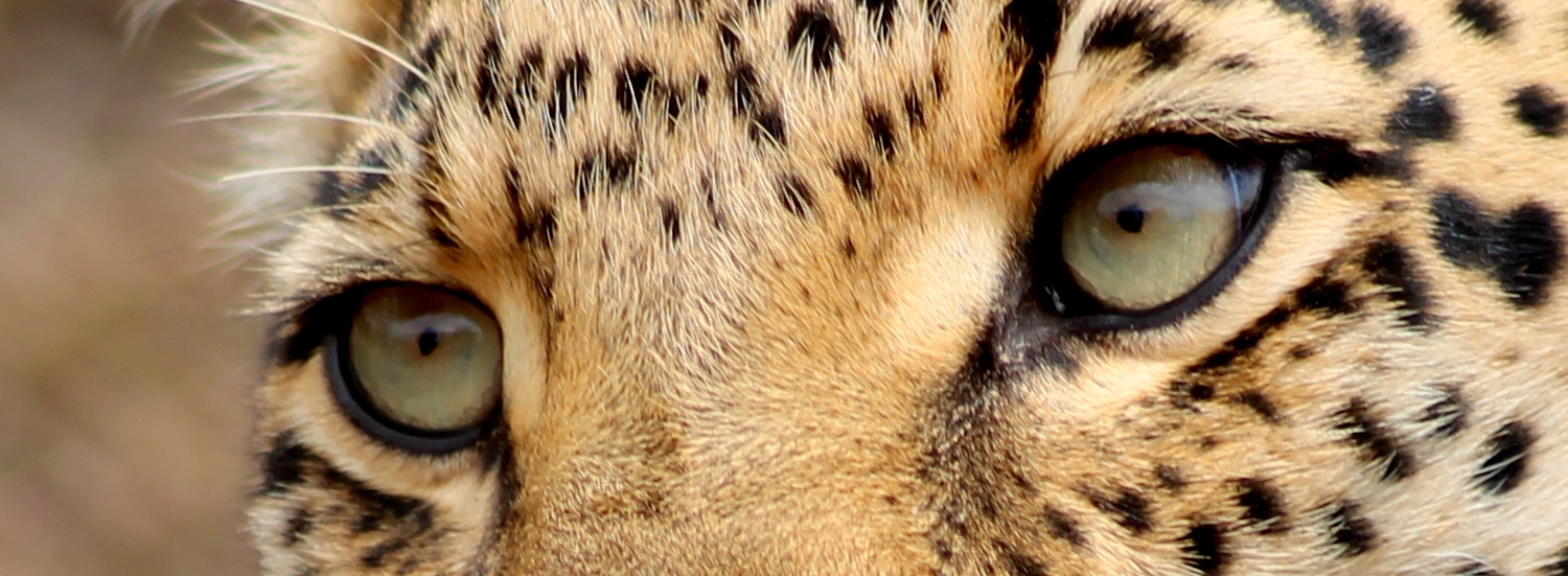 Close up of a leopard eye