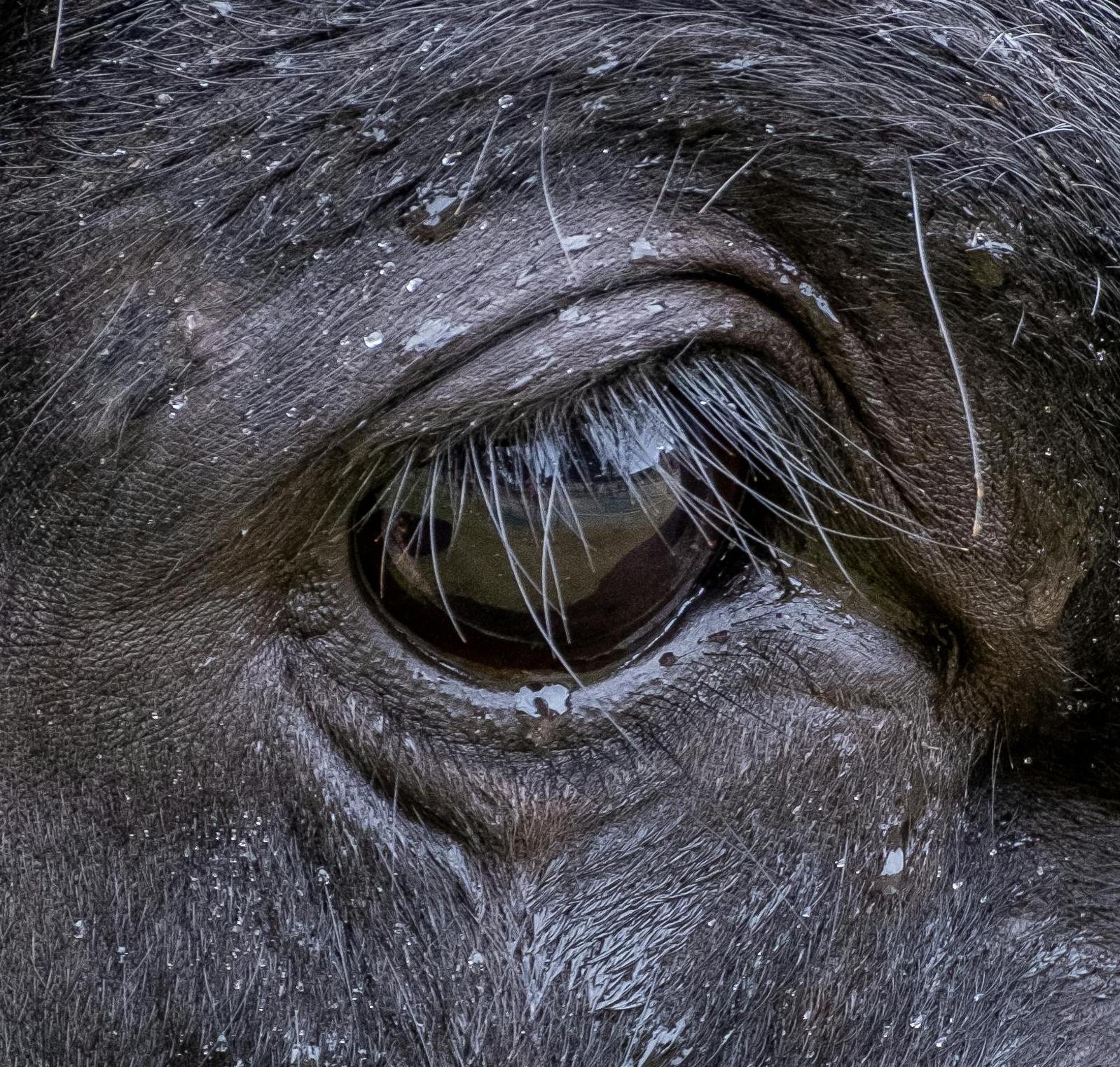 Close up of a buffalo eye