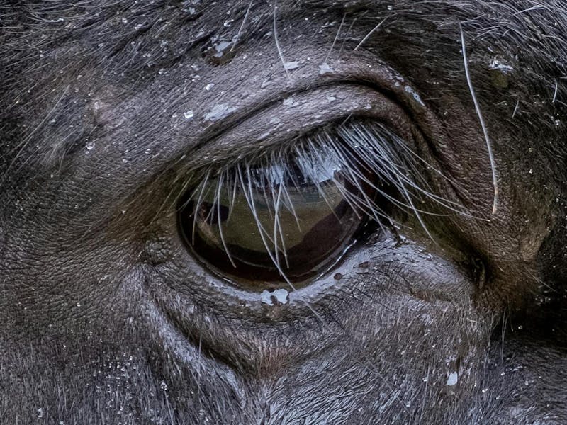 Close up of a buffalo eye
