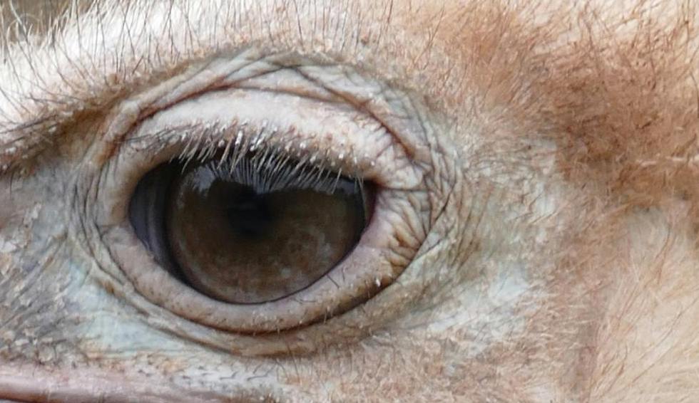 Close up of an ostrich eye