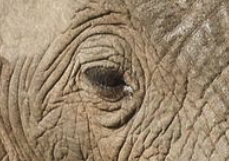 Close up of an elephant eye
