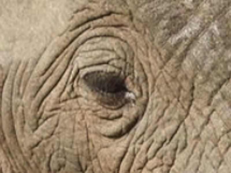 Close up of an elephant eye