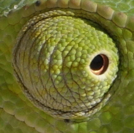 Close up of a chameleon eye