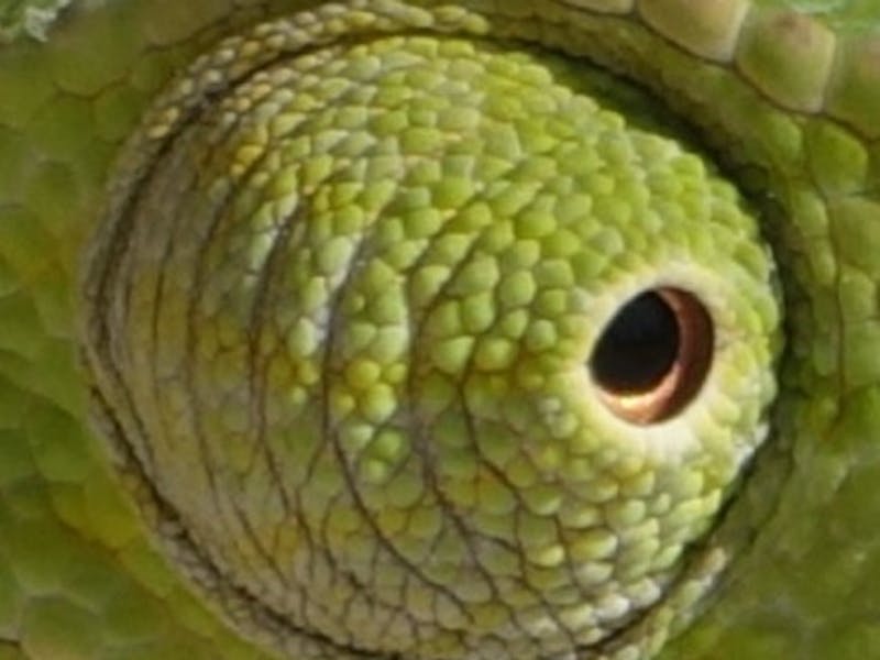 Close up of a chameleon eye